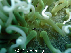 A tiny little fish in anemone. by Michelle Ng 